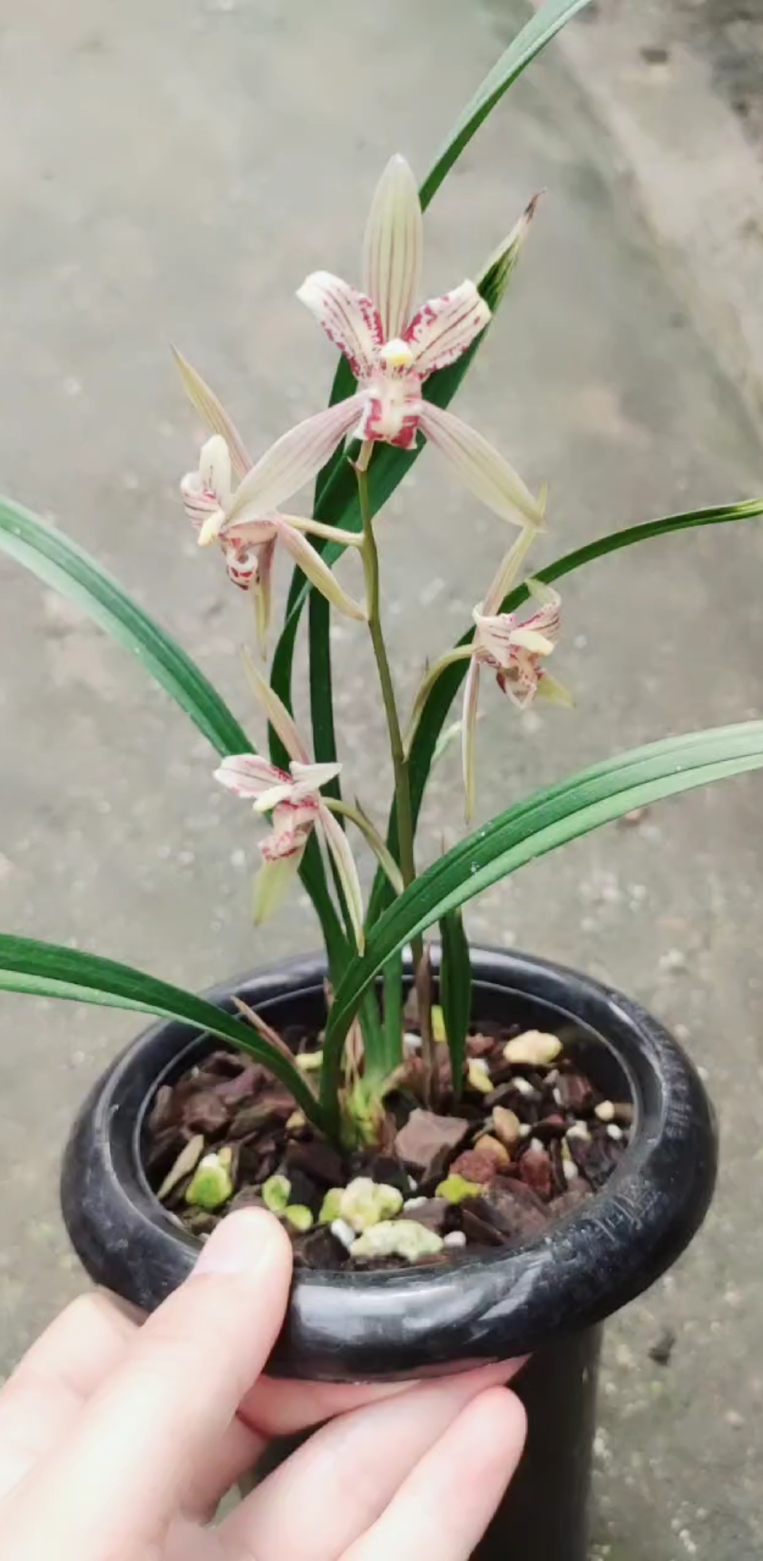 兰花#建兰 红水晶 想看更多兰花视频双击加关注