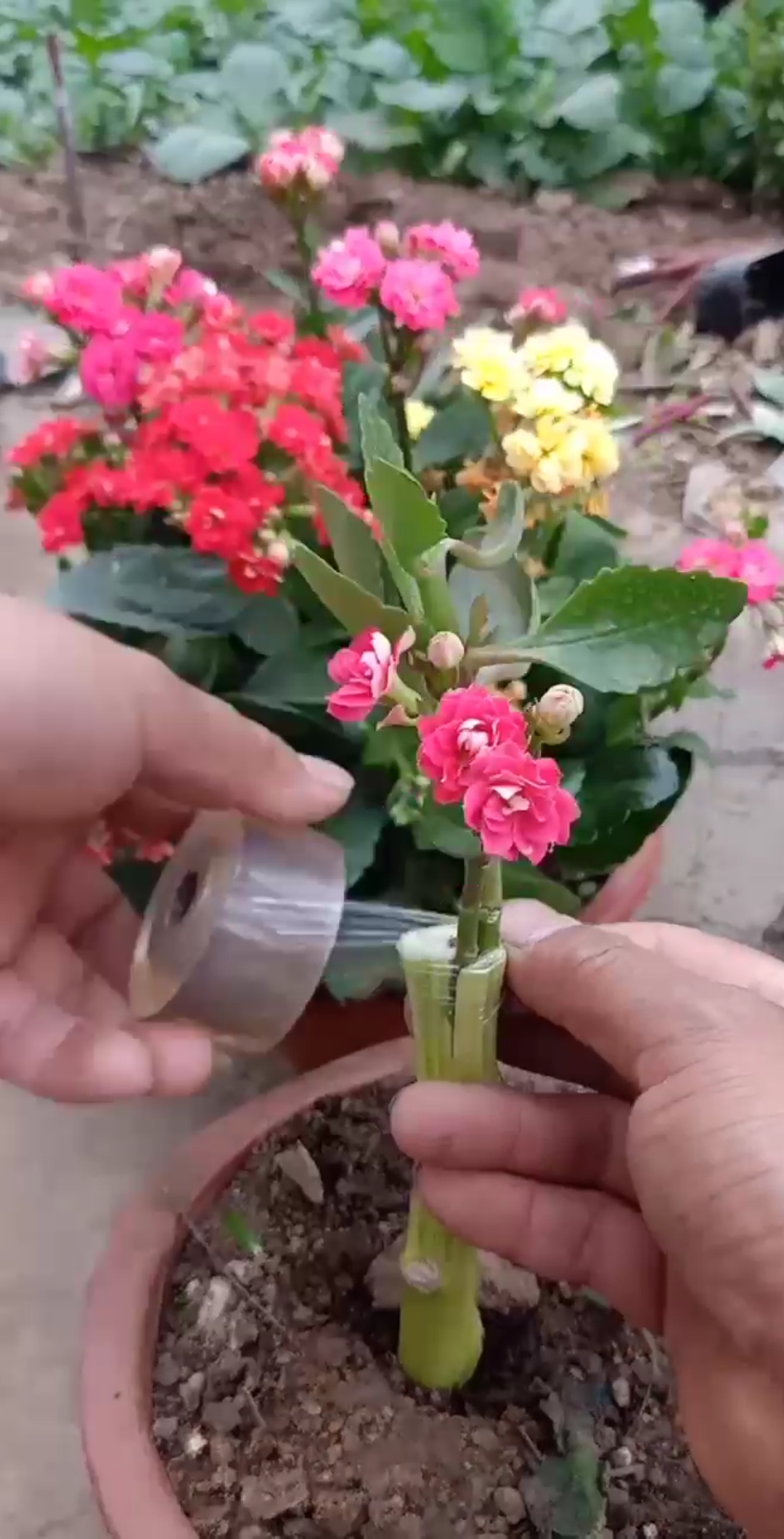 嫁接高手#嫁接多色长寿花,一般人不会,你学会了吗?