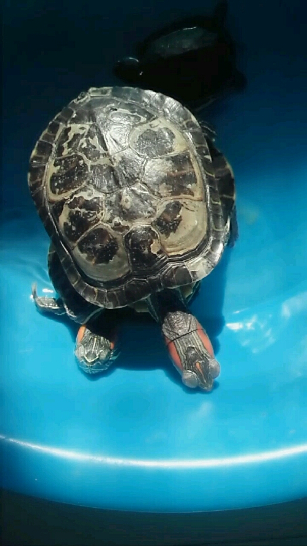 连体龟你见过吗?