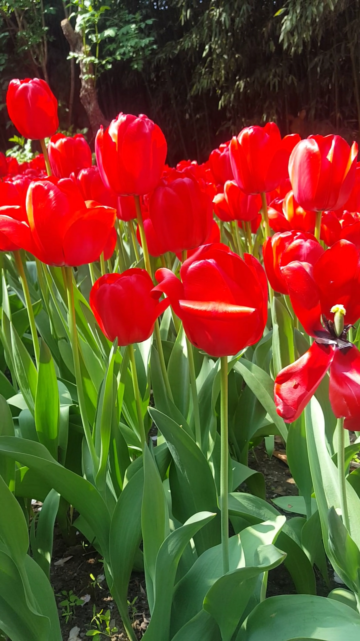 火红的郁金香美极了