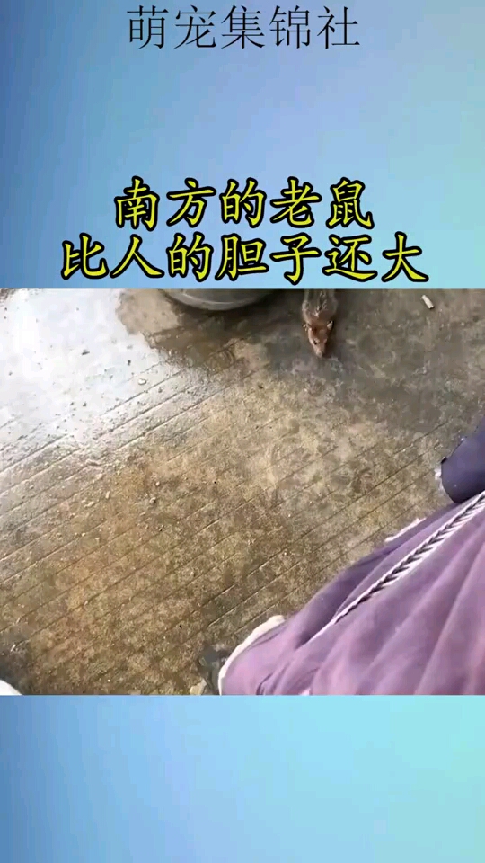南方的老鼠,比人的胆子还大