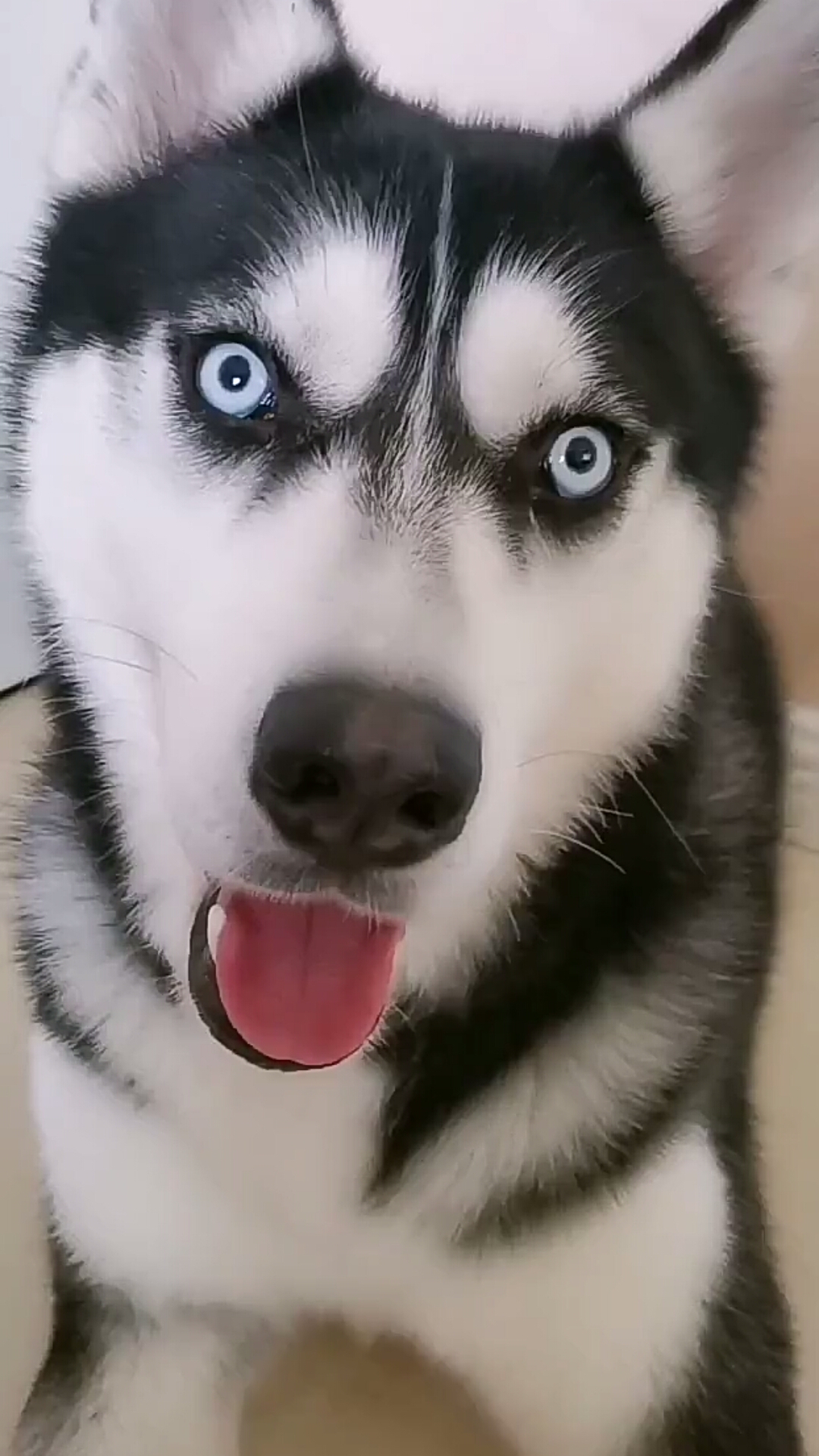 颜值高,眉清目秀的二哈