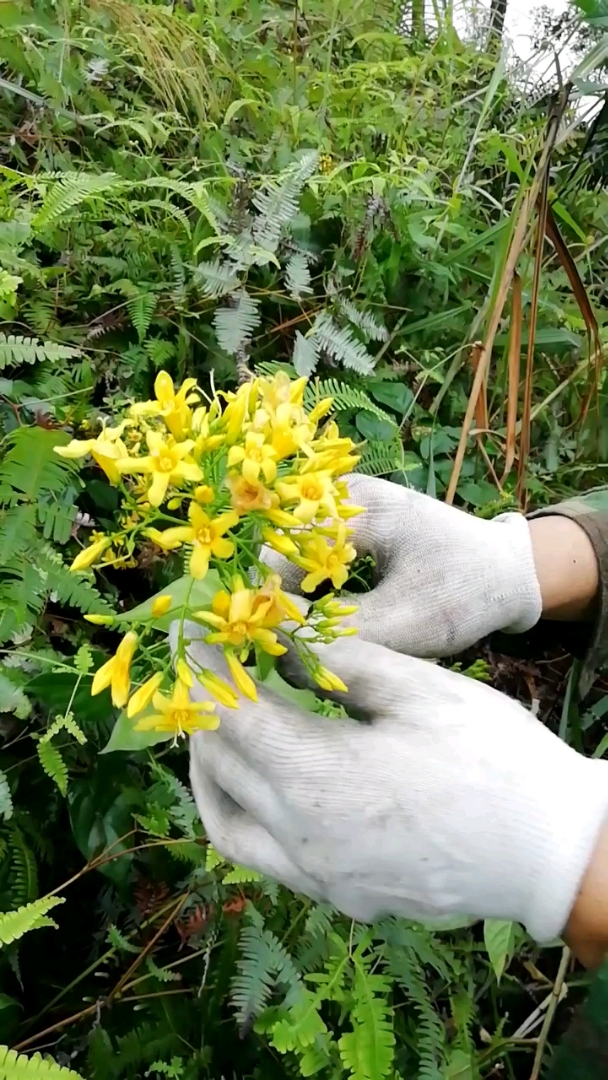 古代毒花毒草大全图片