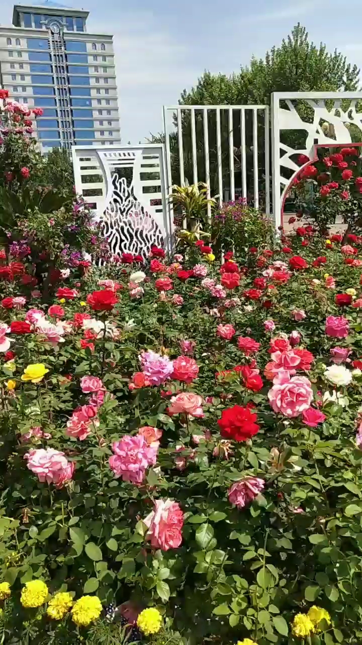 青花瓷主题花坛:月季