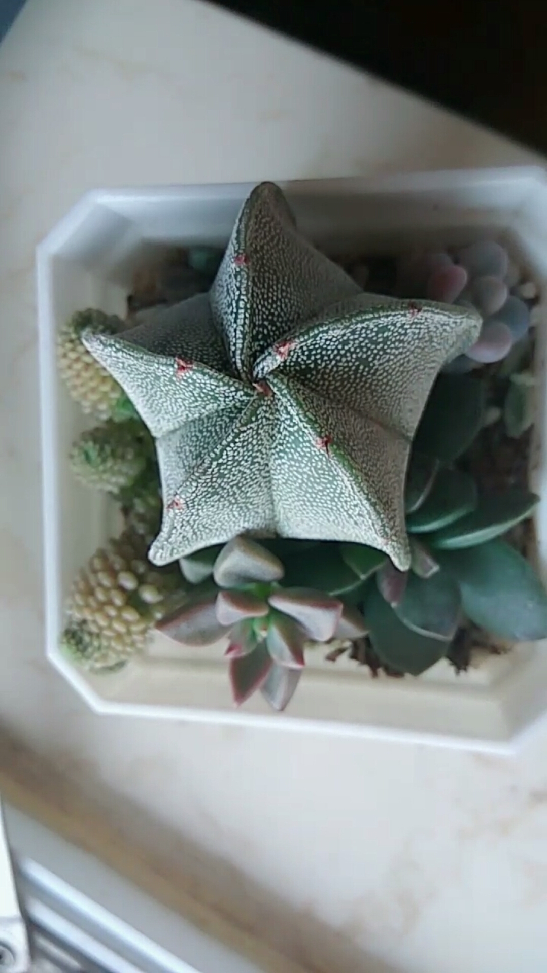 我的小花园#我的胖海星～它的真名忘记了,这是我给它起的爱称