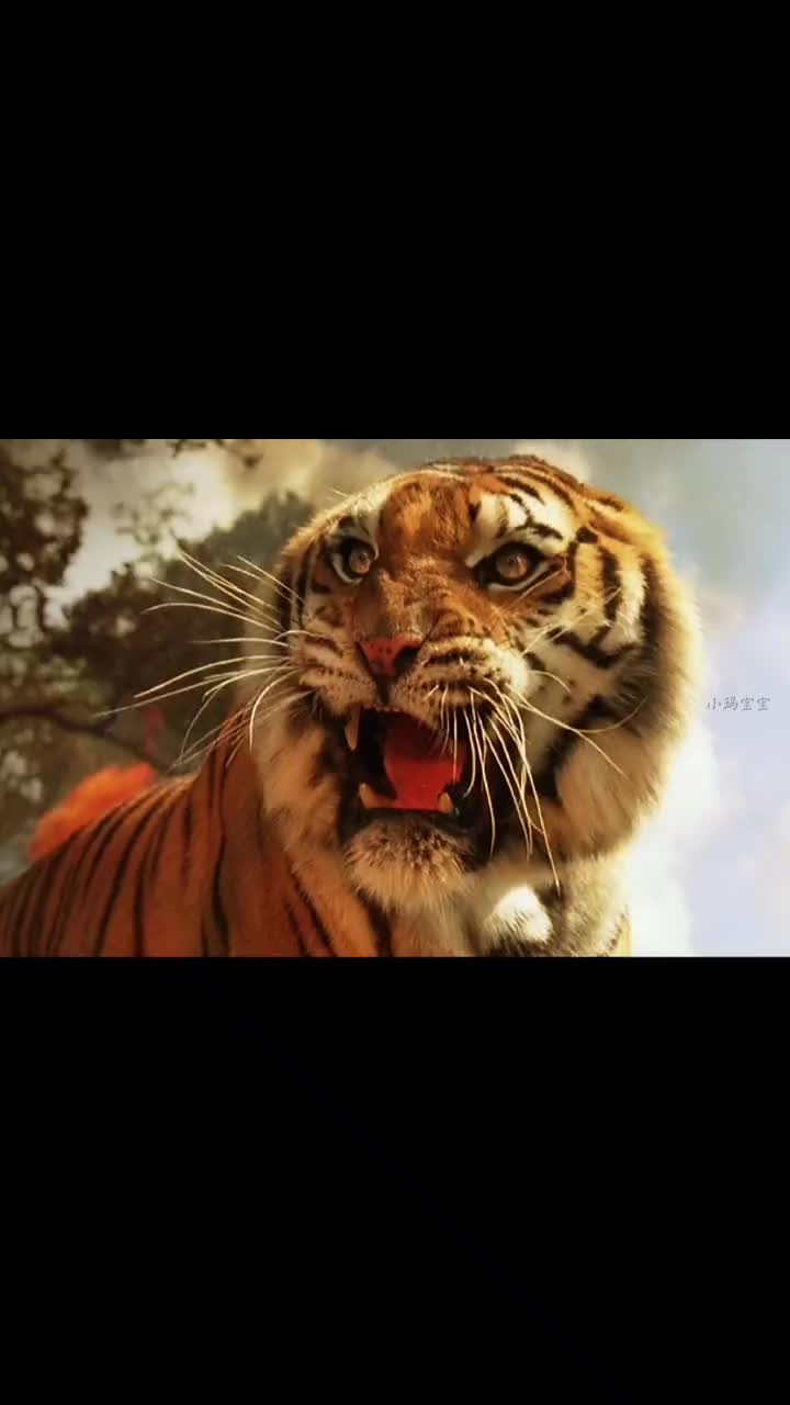 老虎兄弟逃离人类回归森林母子团圆#老虎#印支虎#虎兄虎弟