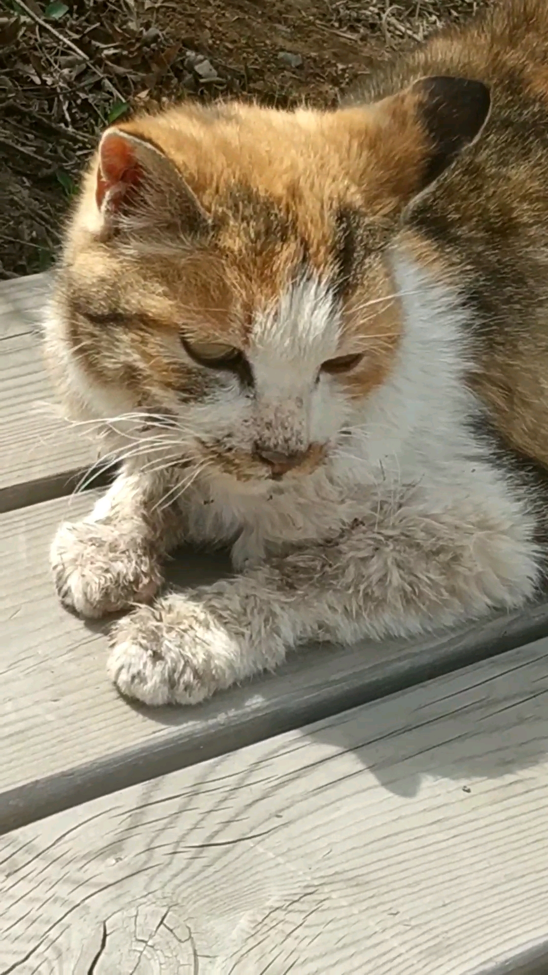 寺庙前的流浪猫!表情有些生无可恋的感觉,你想出家?