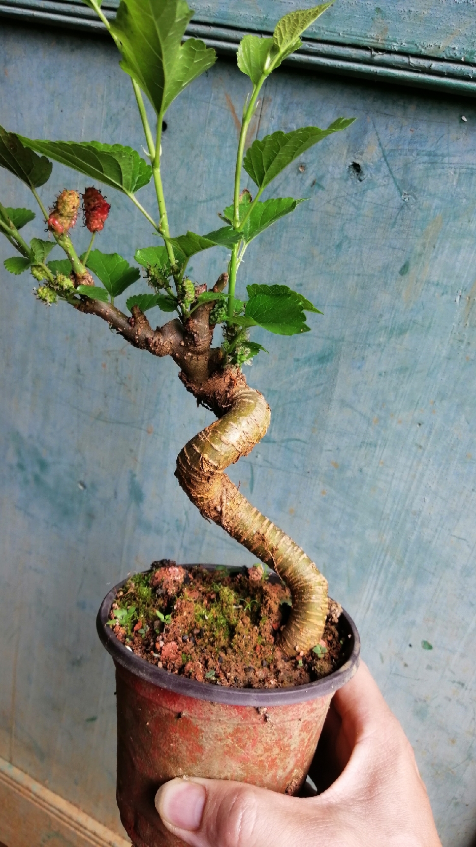 盆景素材#四季果桑