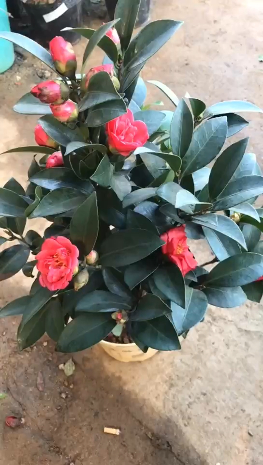 四季茶花,大花重瓣型,开花特别漂亮