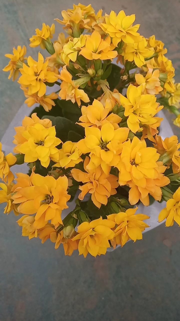 漂亮的长寿梅,美美的