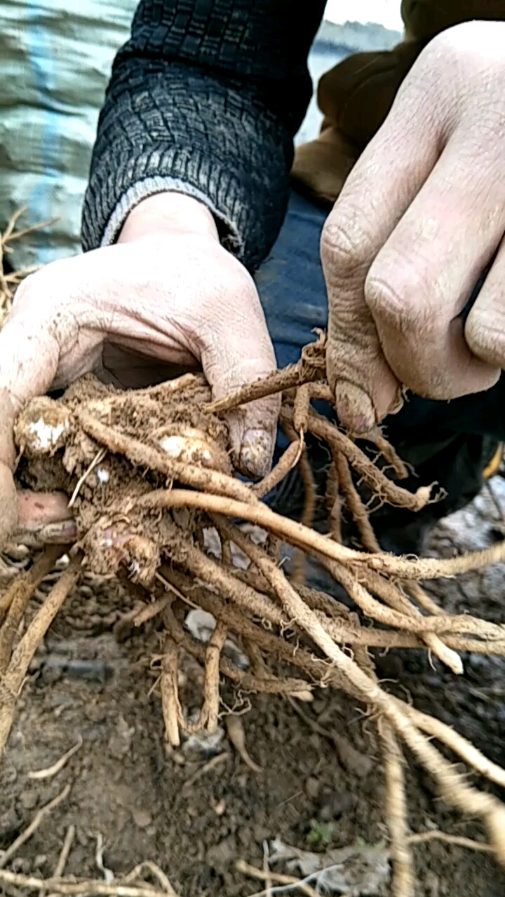 已装袋的阳荷种根