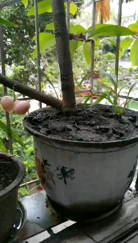 盆栽也能结莲雾,惊不惊喜,意不意外?