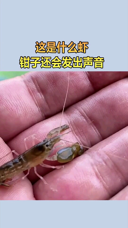 带钳子的虾叫什么虾图片