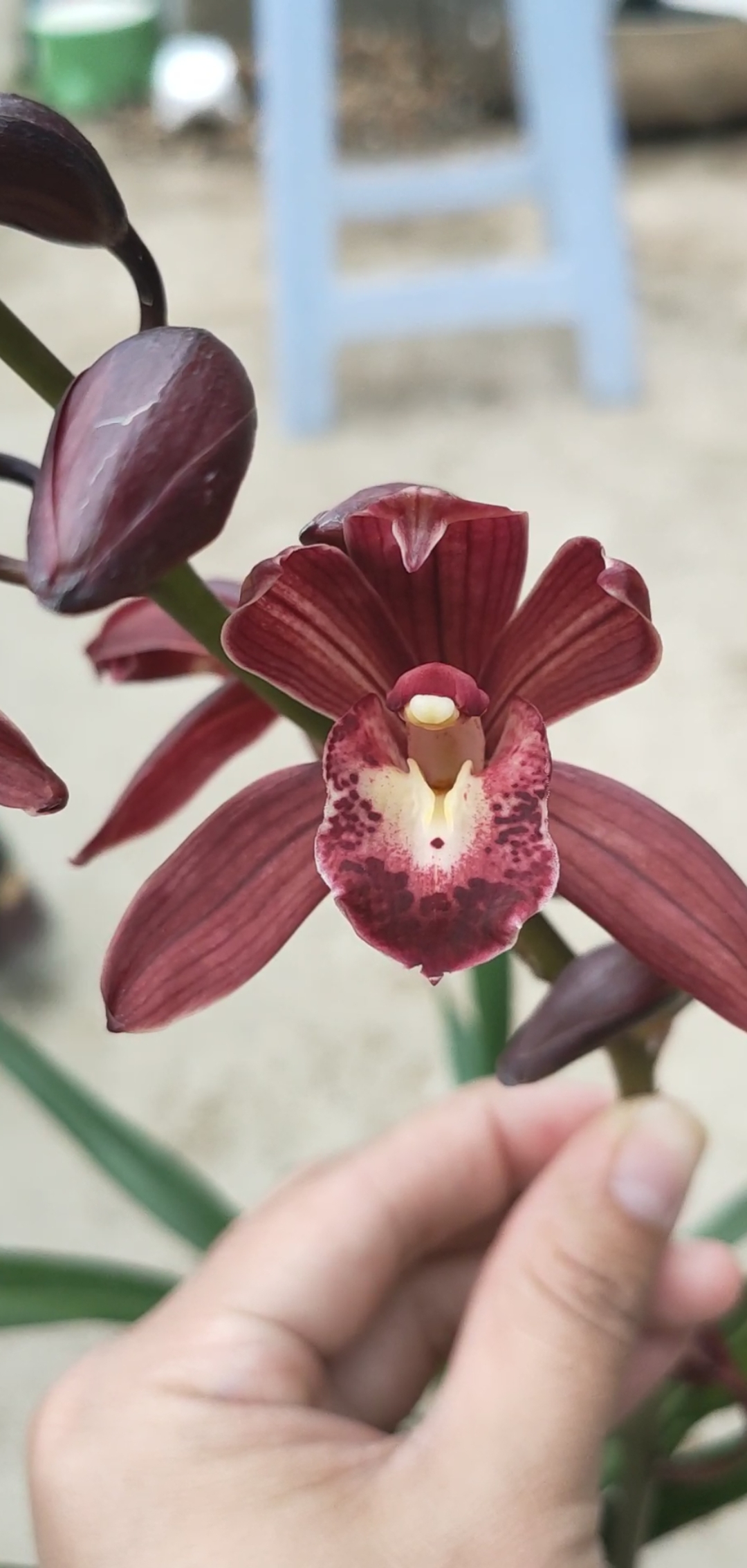 红美人～墨兰色花红花花开了-度小视