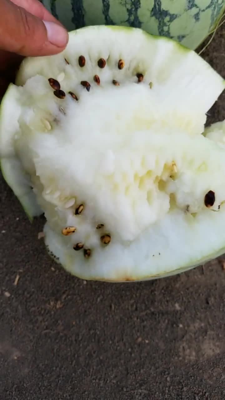 我要上热门#这西瓜瓤竟是白色的