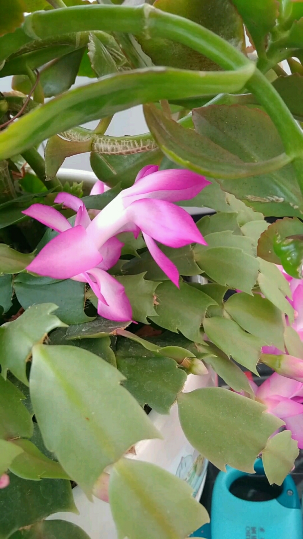 蝎子莲花漂亮啊!