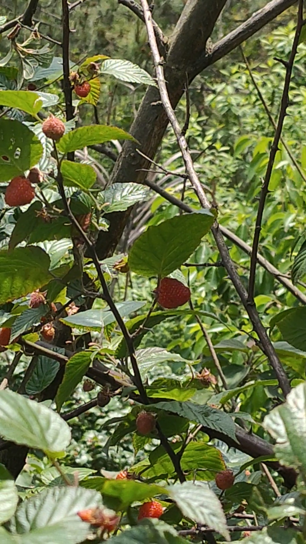 最美人间四月天#山草莓