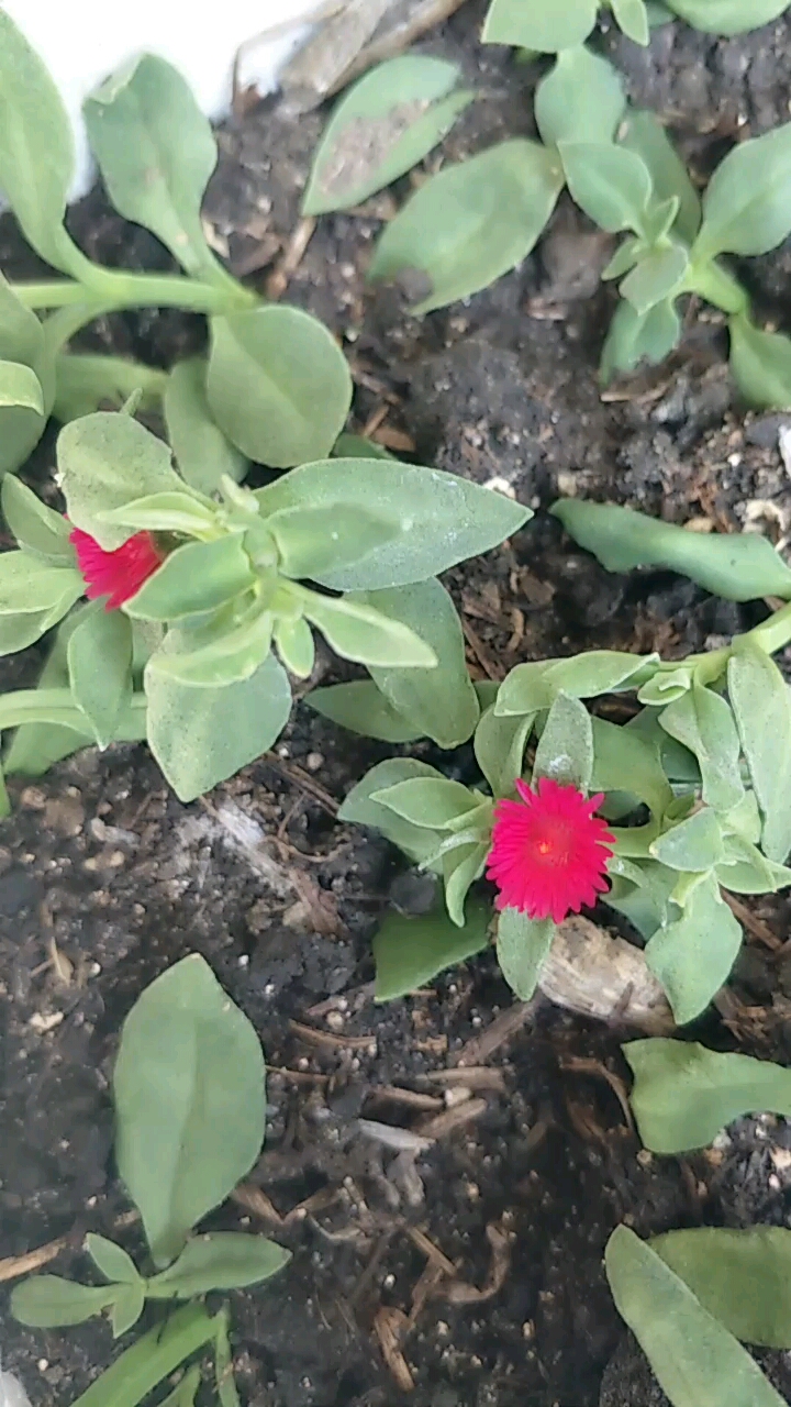 我栽的穿心莲开花了!