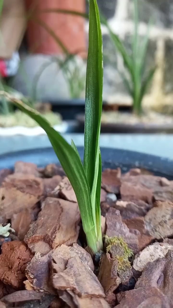 下山春兰圆头蛤蟆皮