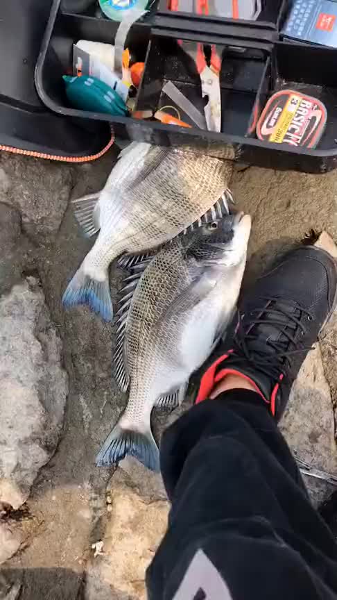 年少不知海钓好,错把打工当成宝,一天钓两条蓝尾黑鲷1000元有了!