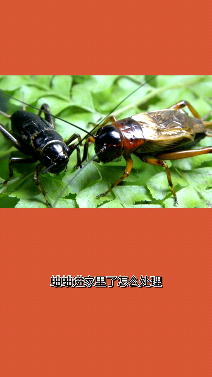 蛐蛐进家里了怎么处理