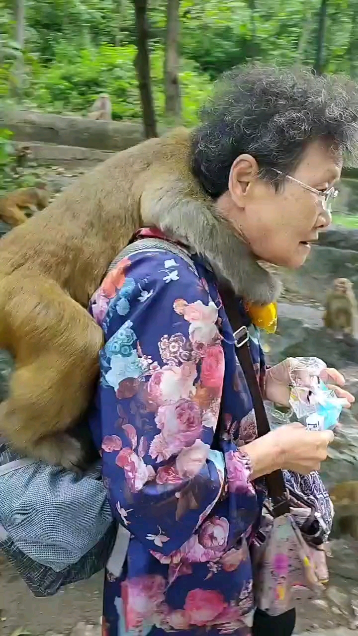 文大妈每天都上山喂猴.