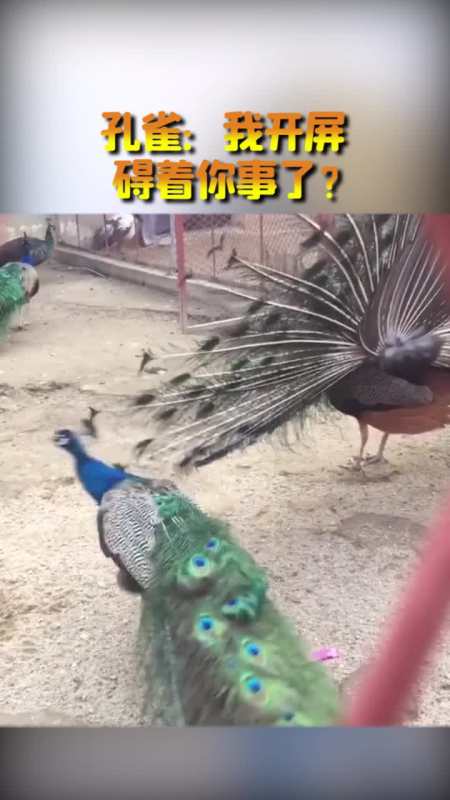 搞笑视频#孔雀:我开屏碍着你事了?