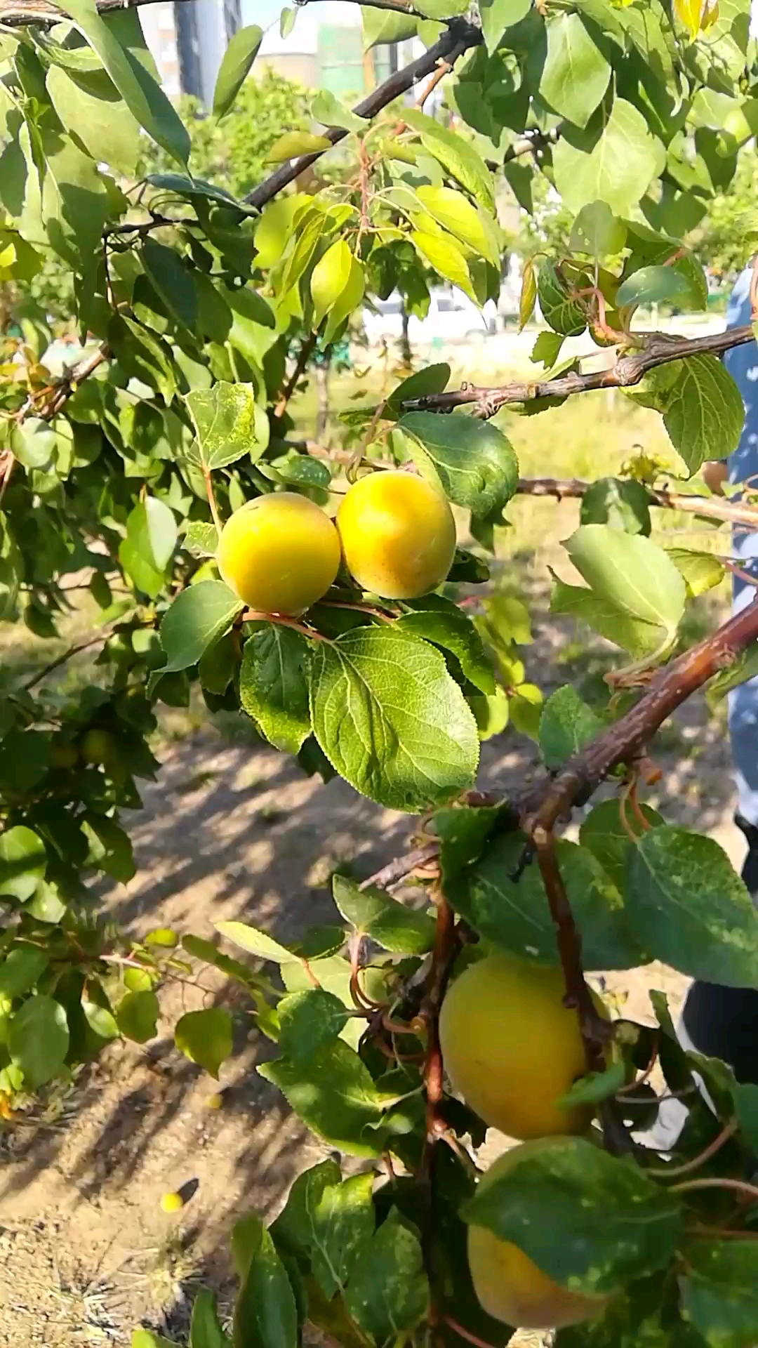 家门口的杏树.