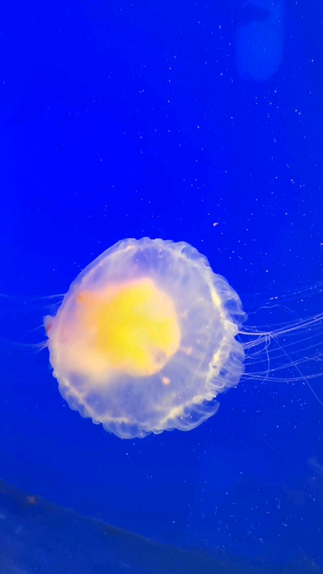 煎蛋水母(蛋黄水母),来着地中海的水母,想吃一口不?