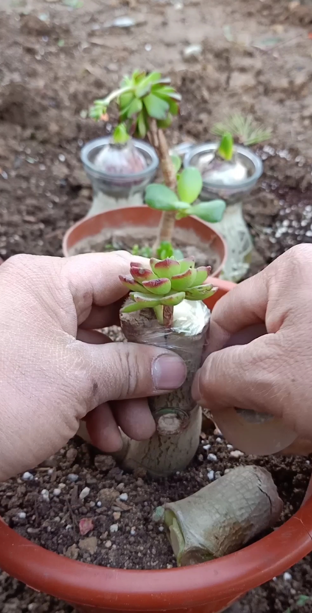 嫁接高手#玉树嫁接多肉技术,成活率百分之百,你学会了吗?