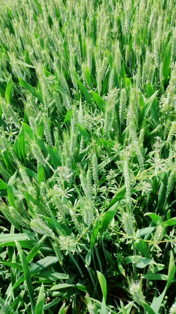 棒头草危害小麦,要及时用药.
