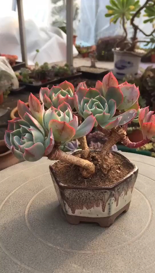 阿美星造型老桩