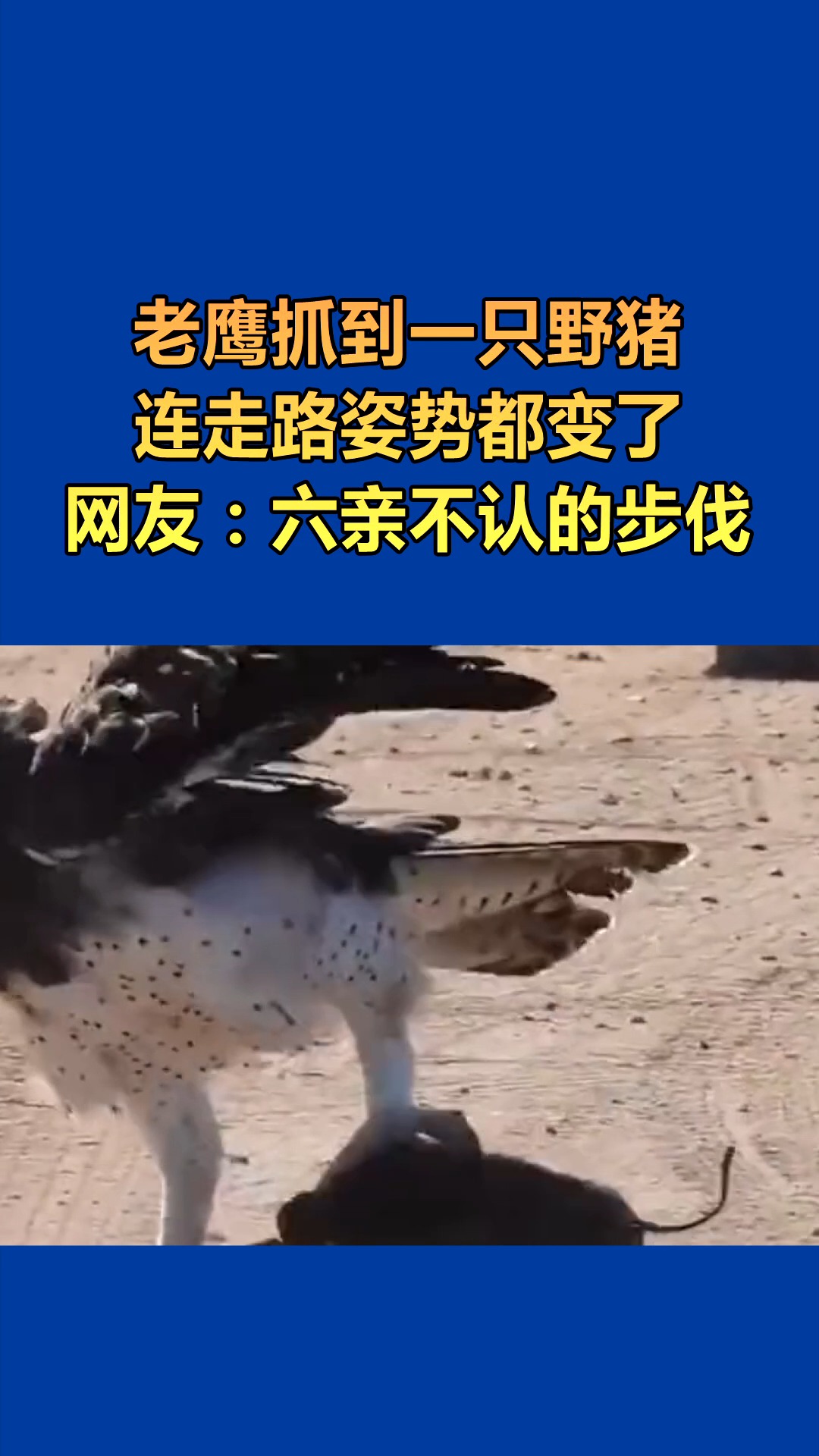 我要上热门#老鹰抓到一只野猪,连走路姿势都变了