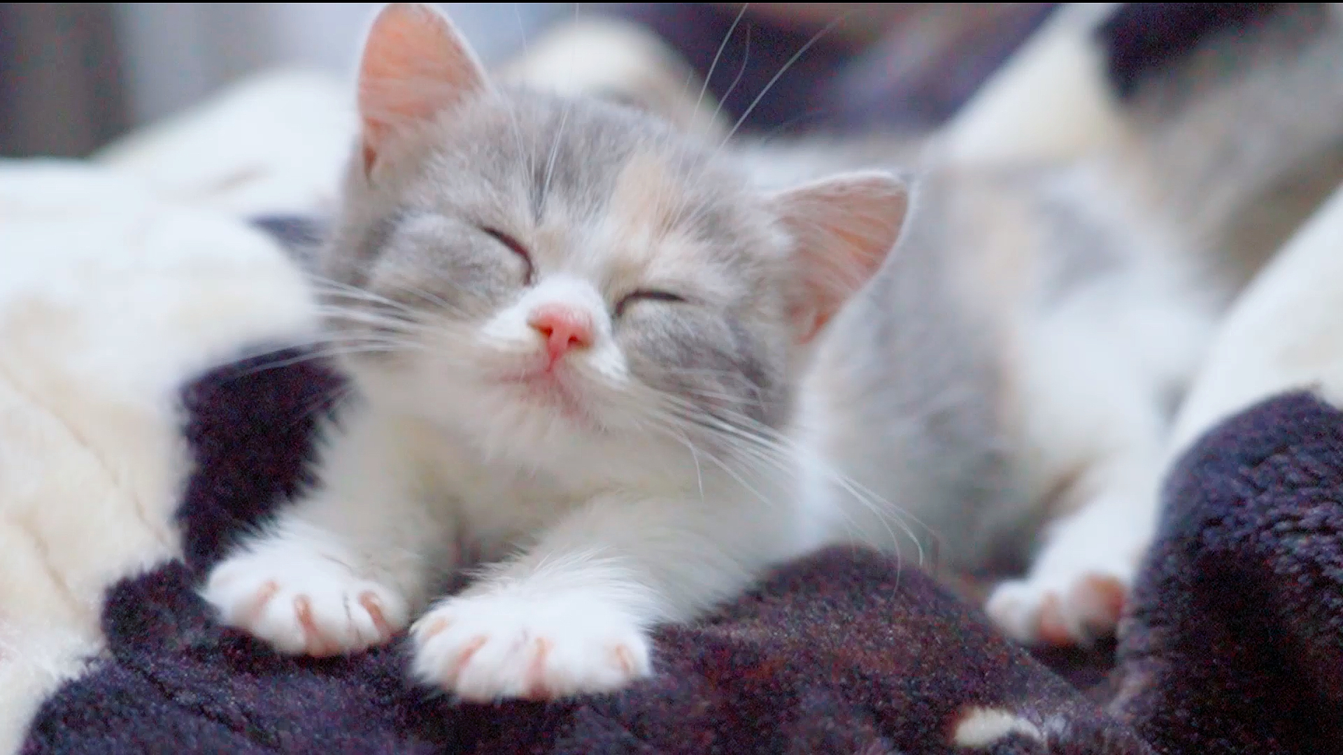 萌宠成长记#再刚硬的男人,也抵不住奶猫的可爱,形象全无!