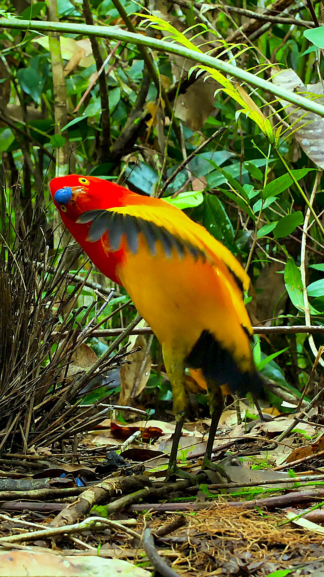 动物世界#火焰园丁鸟,动物界建筑师,不但颜值高,有才艺,关键还能建