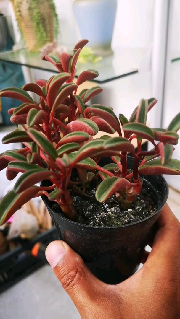 优秀如我#多肉植物红背椒草-度小视