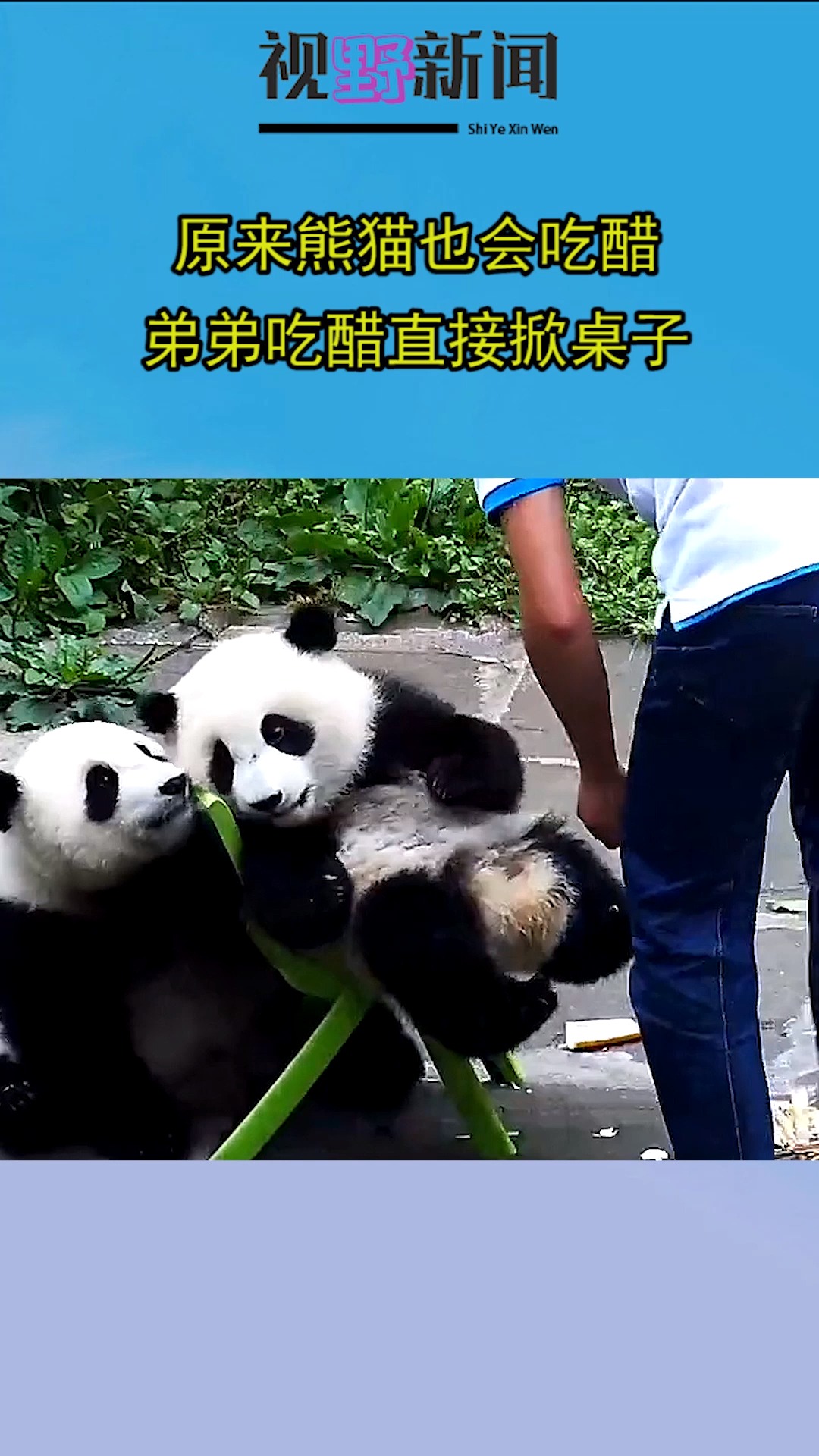 原来熊猫也会吃醋,弟弟吃醋直接掀凳子-度小视