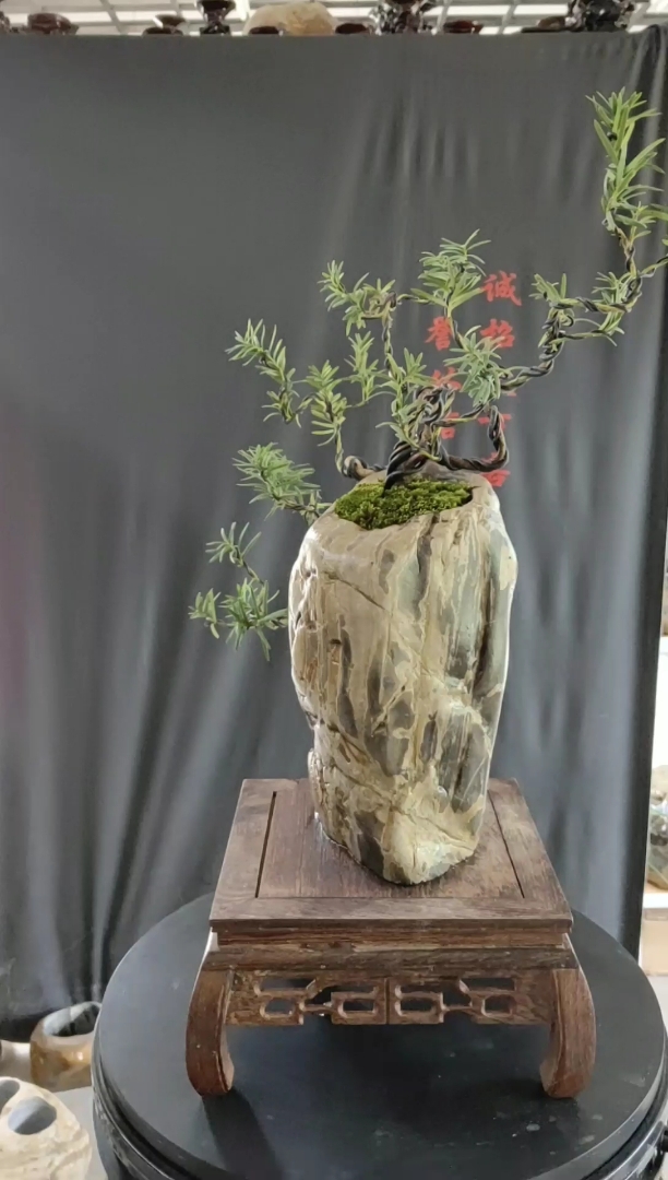 九龙壁精品奇石花盆,植物:红豆杉