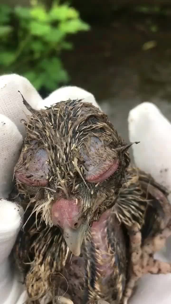 小伙户外钓鱼,捡到猫头鹰幼崽,不知道还能不能救活!