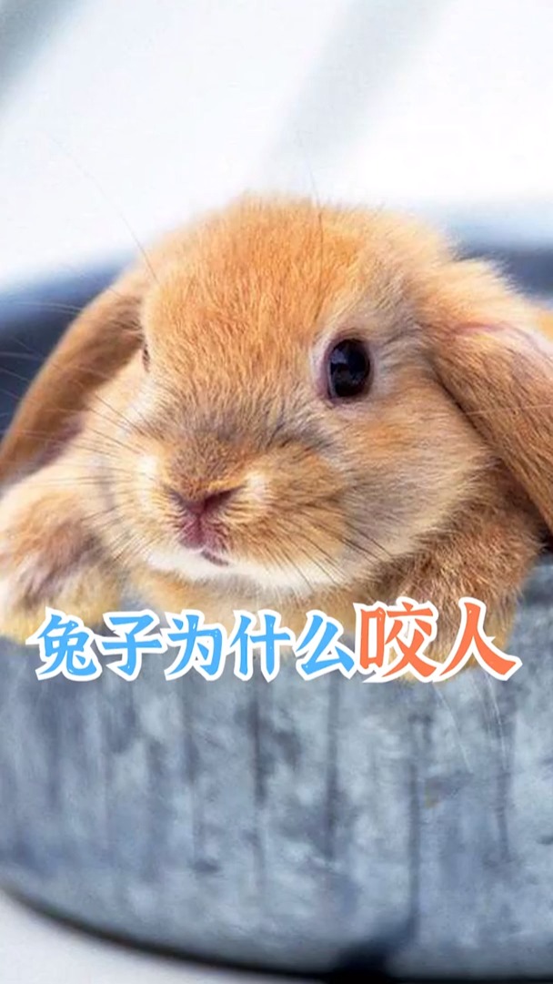 我要上热门#兔子为什么咬人