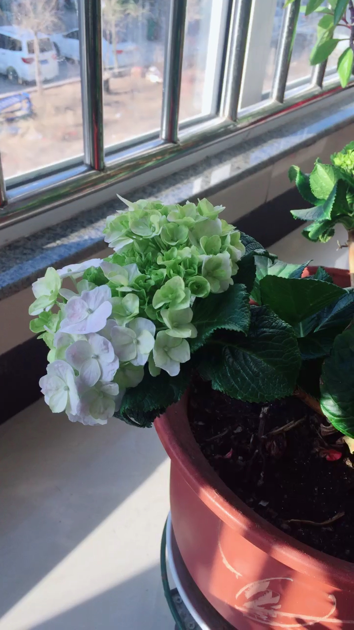 老夫养的变色牡丹