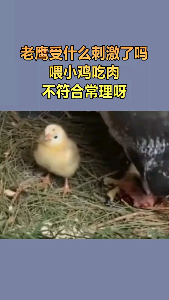 老鹰把小鸡当孩子养这是怎么回事