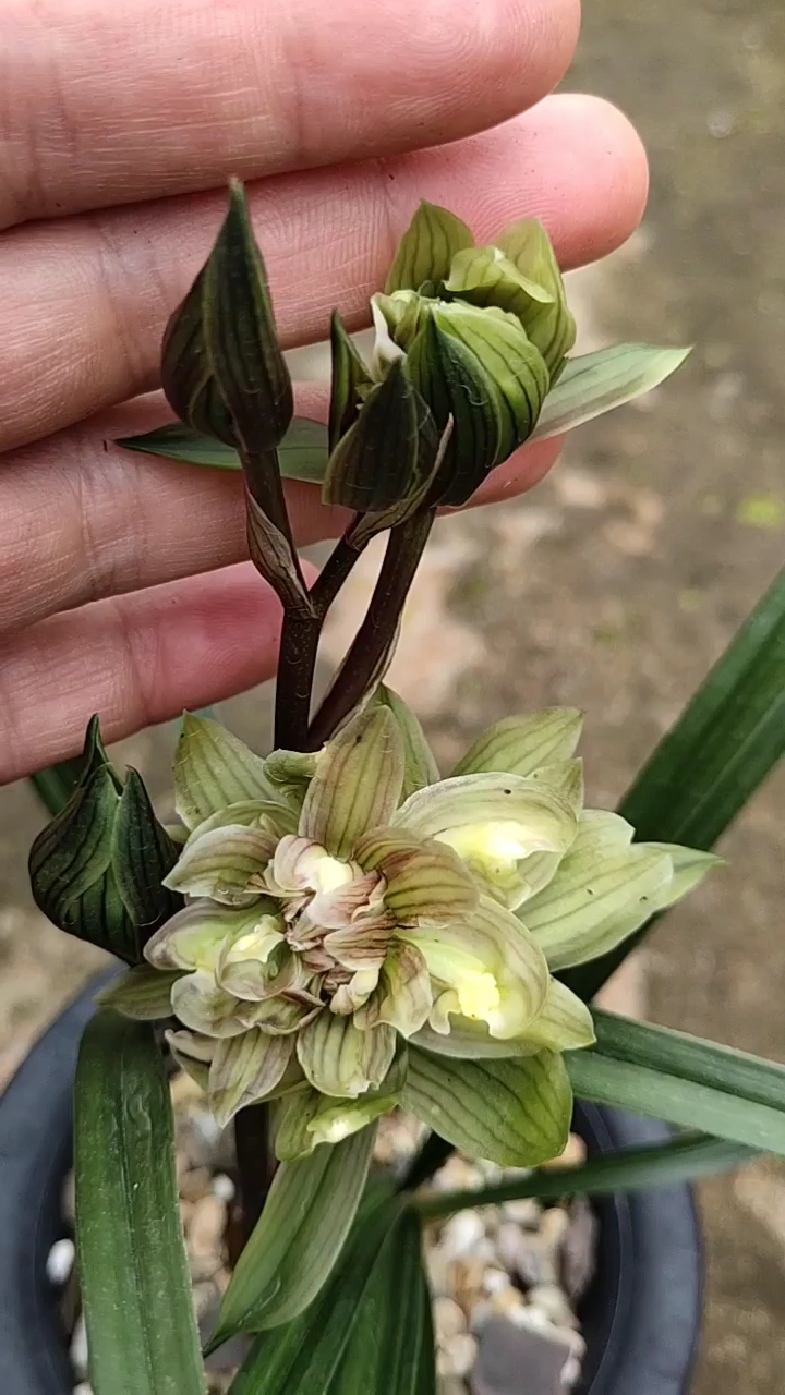 新年新气象#高档铭品兰花,精品兰花,春剑水晶龙奇花.