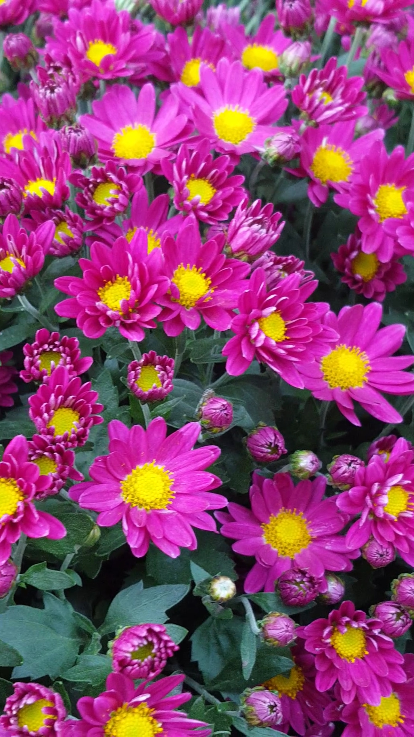 2020春运#美丽芬芳的粉色菊花太漂亮了