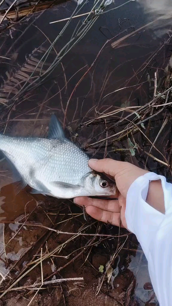 这个鱼叫大眼鳊是吗?