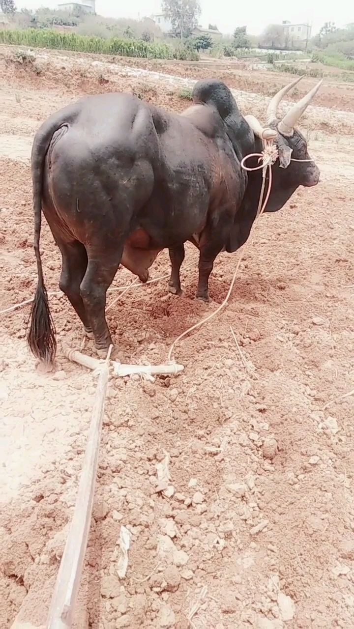 去过健身房的牛