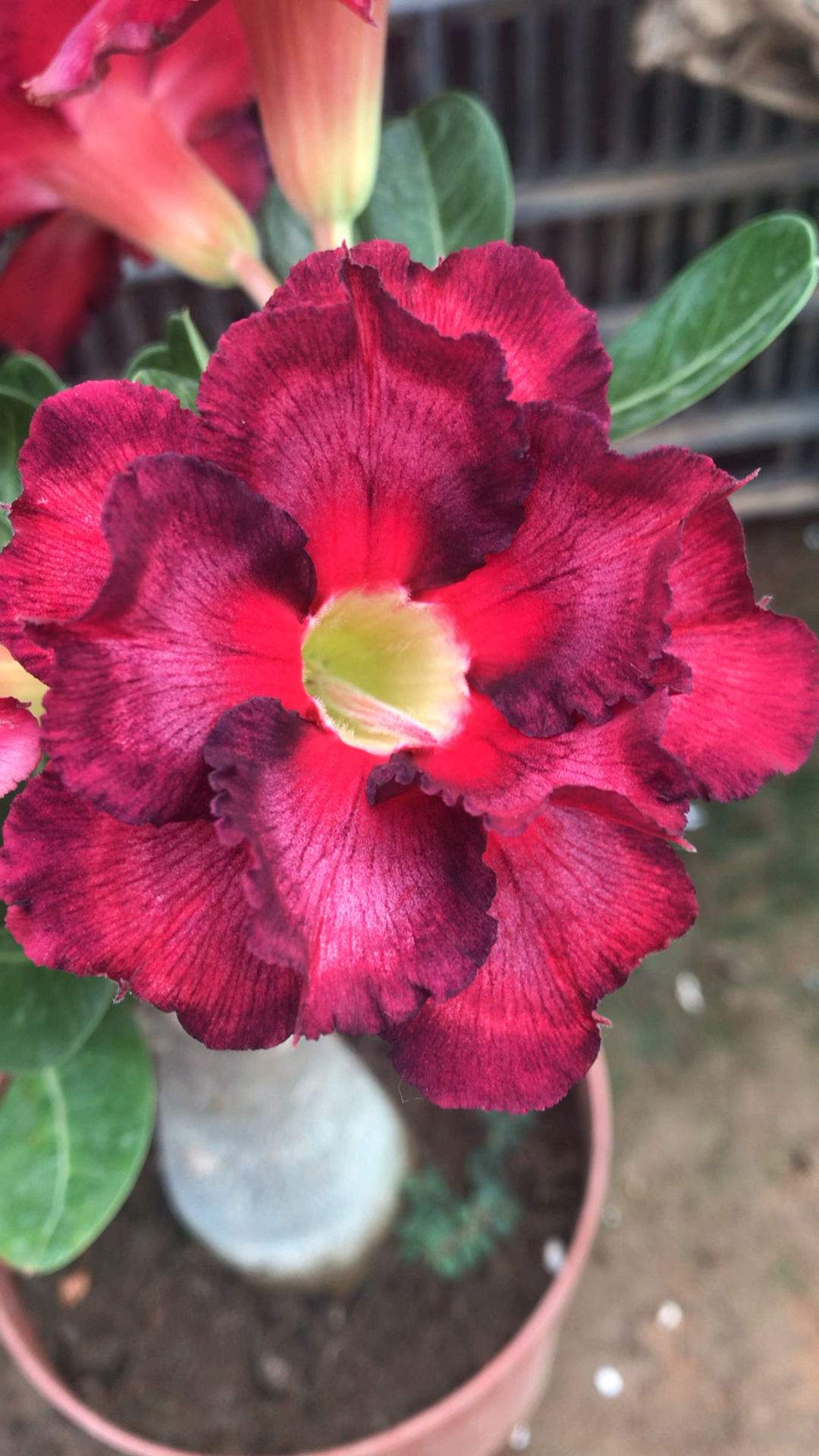 好物推荐#重瓣沙漠玫瑰花,颜色萌萌的很漂亮哦!