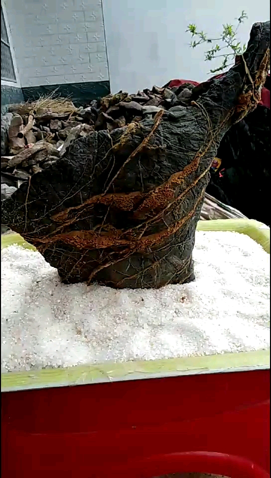 前几挖的一块灵璧磬石原石