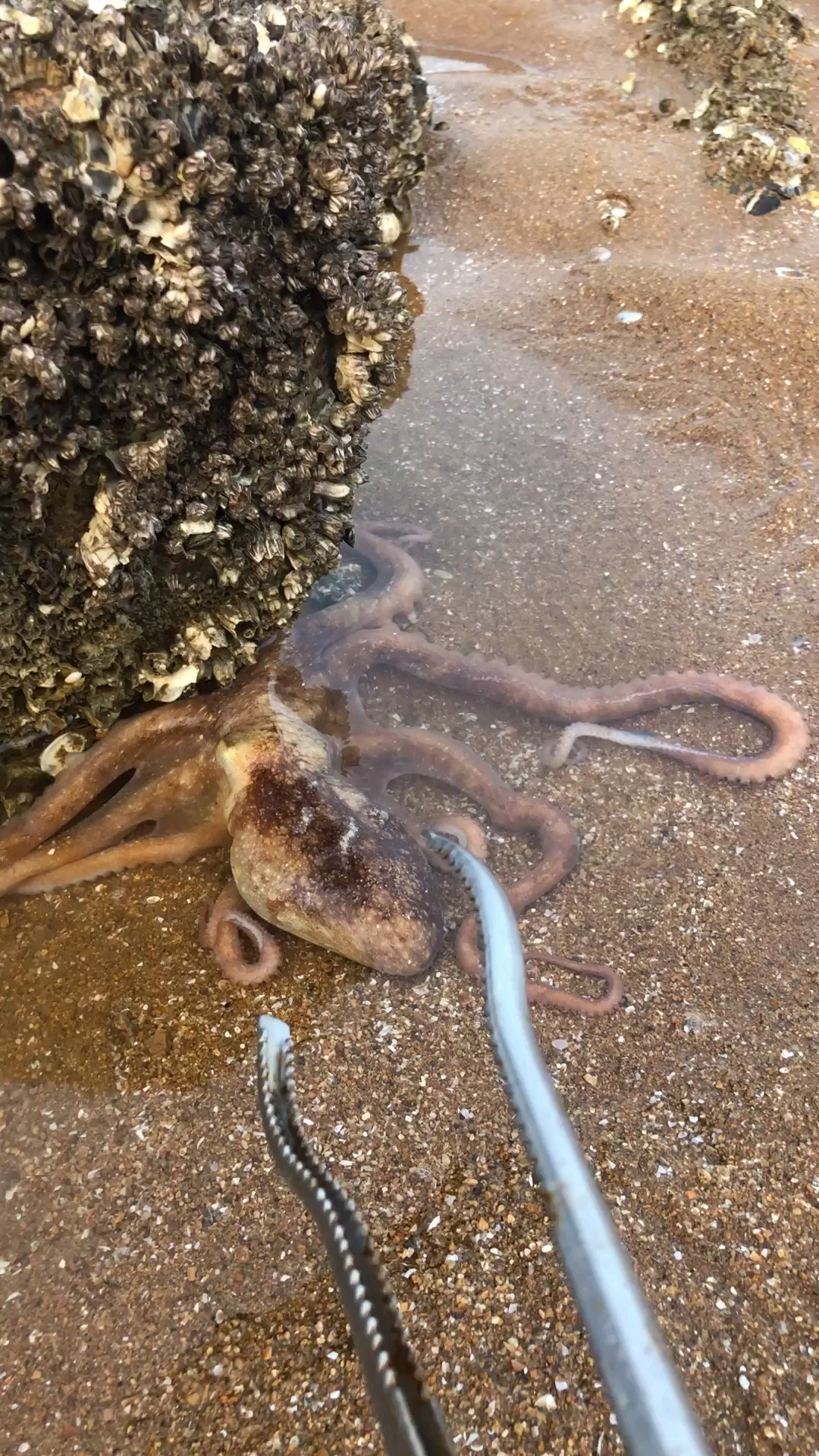 章鱼长了八条腿