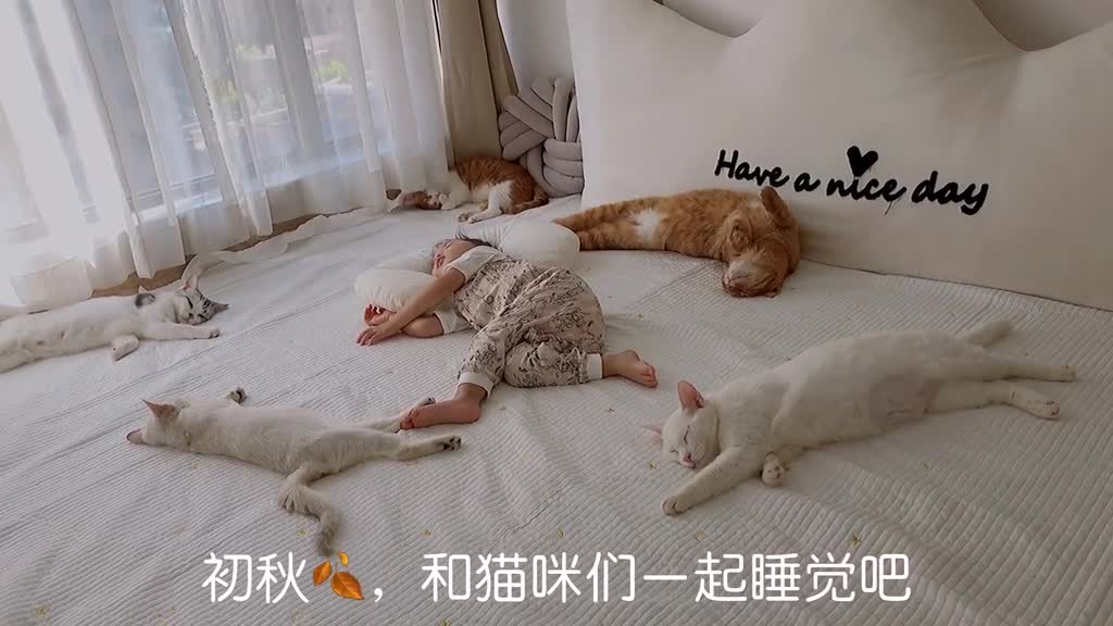 暖心萌宠#有猫咪陪着一起睡觉,初秋的早晨显得格外温暖